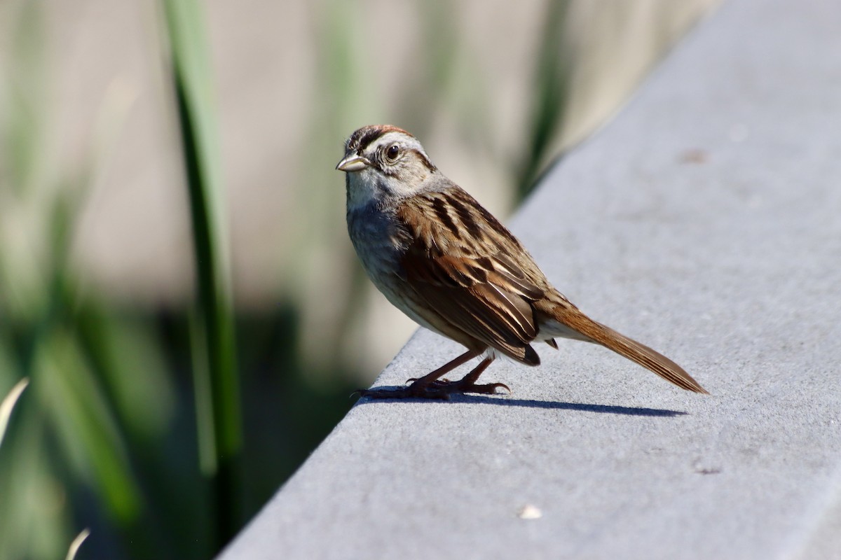 Swamp Sparrow - C Schneck