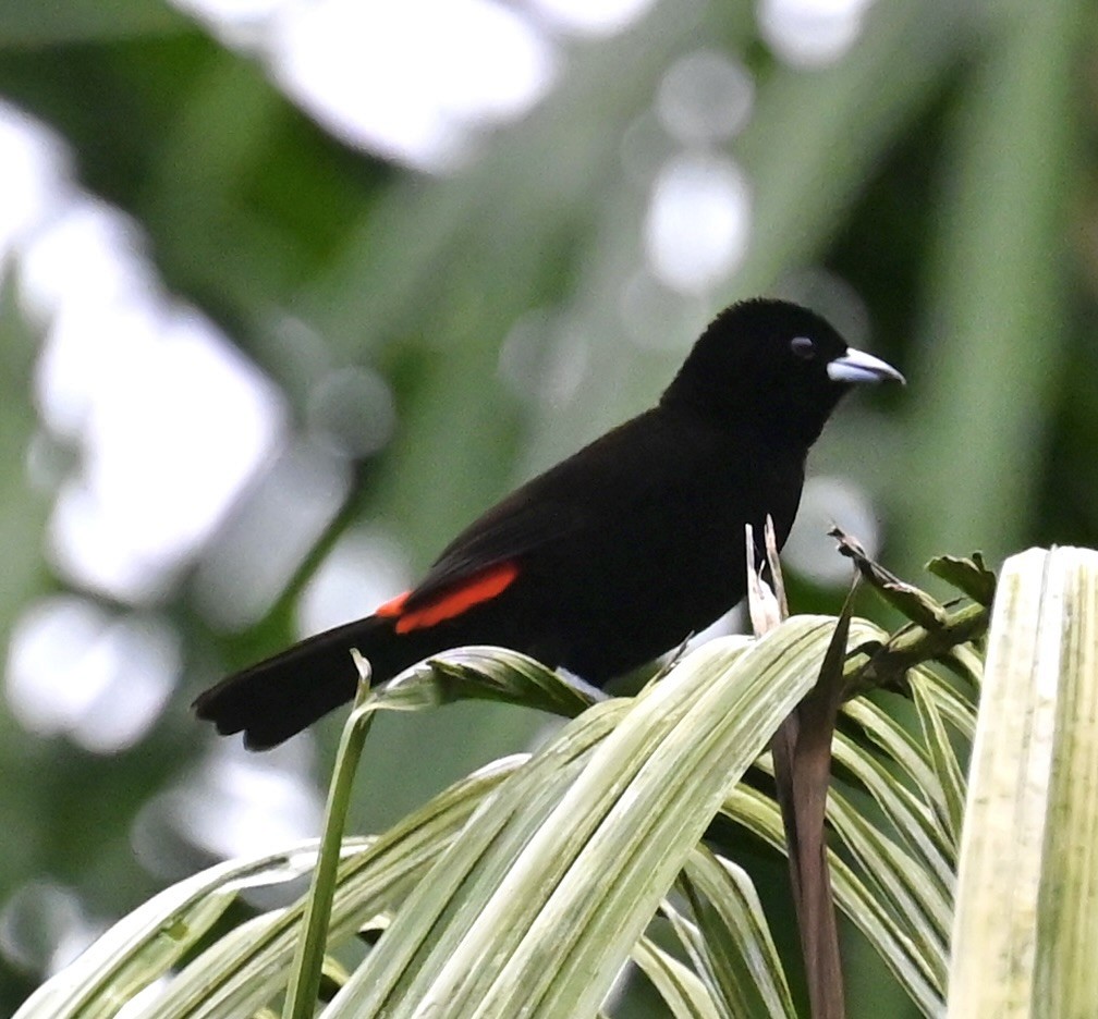 Scarlet-rumped Tanager - Nancy Blaze