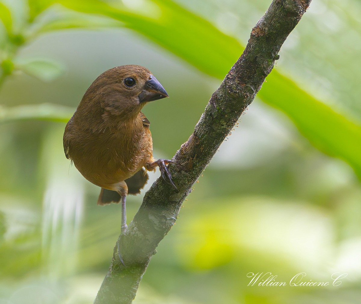 Thick-billed Seed-Finch - Willian de jesus Quiceno calderon