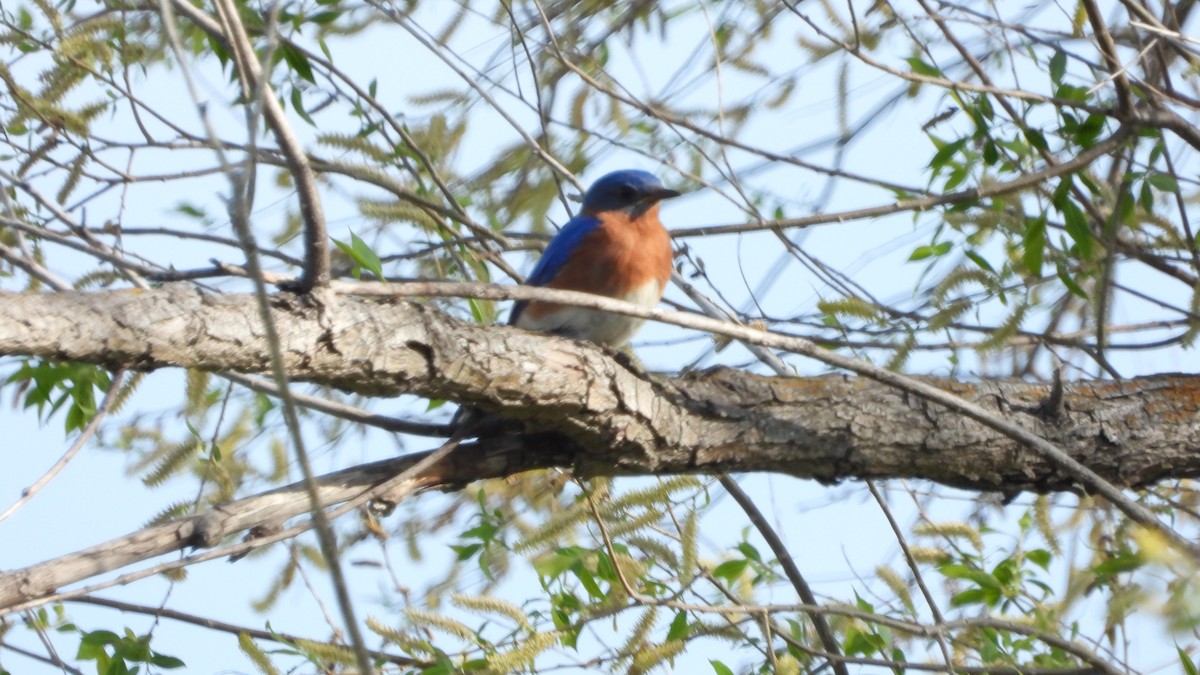 Eastern Bluebird - Hunter Kasprowicz