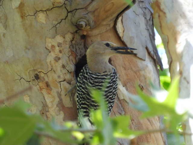 Gila Woodpecker - Kelly Wright