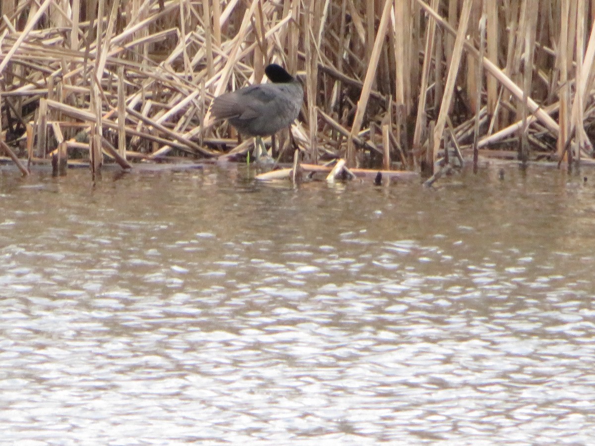 American Coot - David Forbes