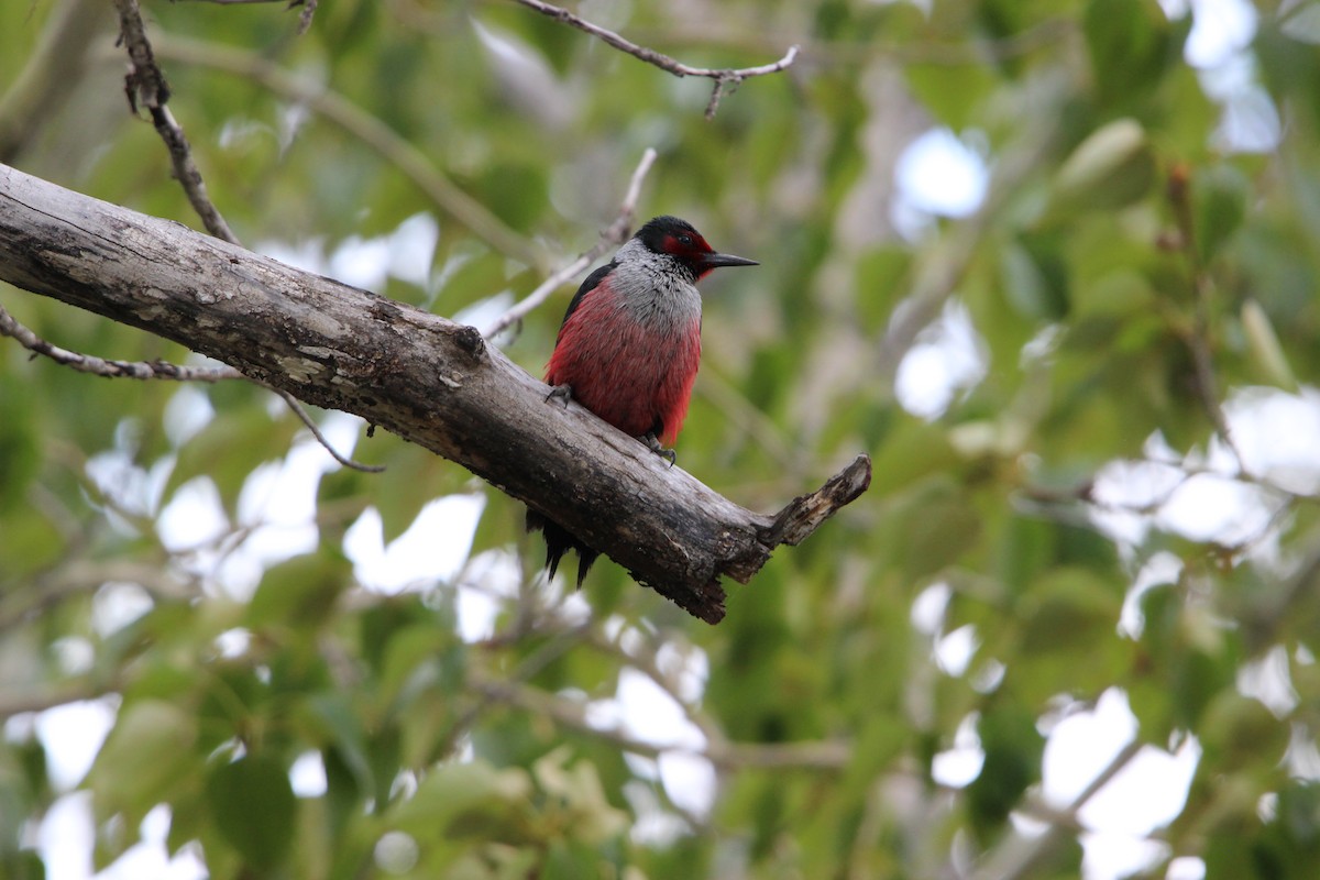 Lewis's Woodpecker - Catherine Jackson