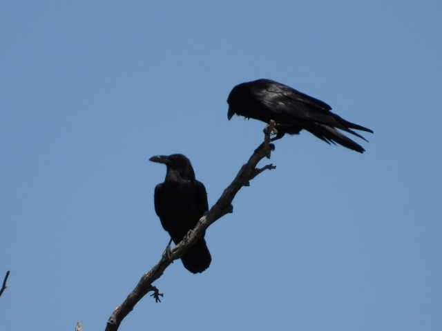 Common Raven - Kelly Wright