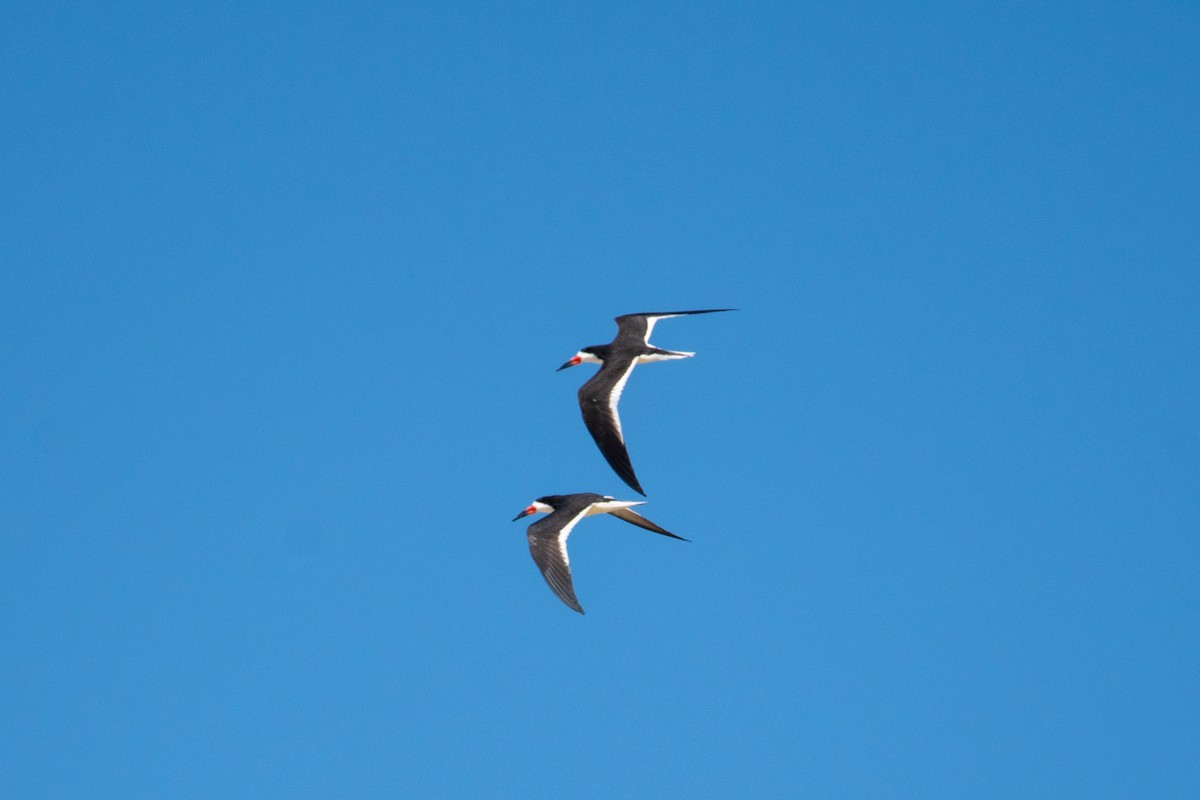 Black Skimmer - Karen Hardy