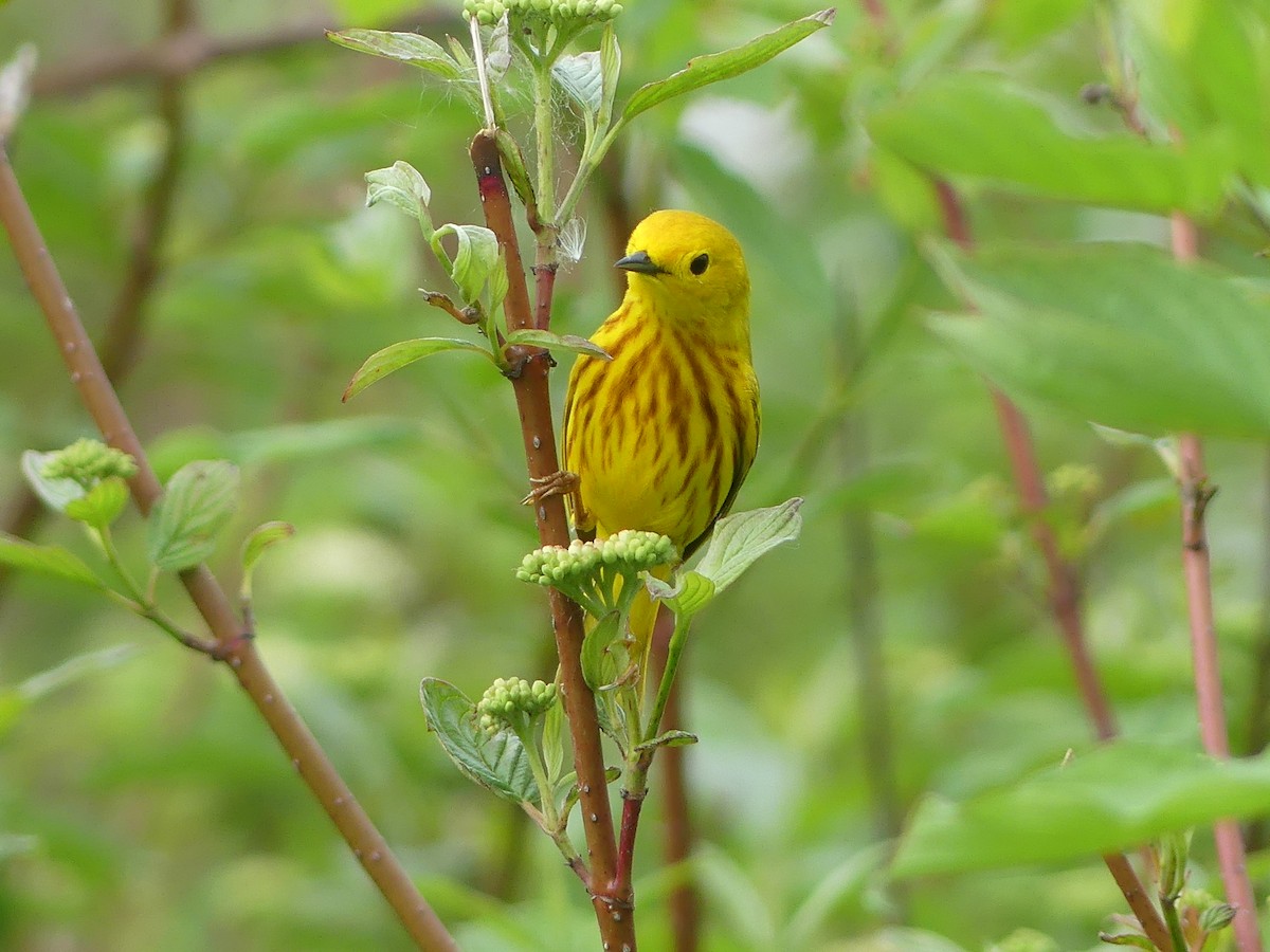 Yellow Warbler - claudine lafrance cohl