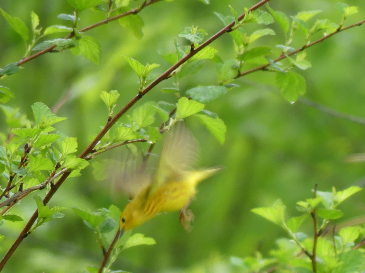 Yellow Warbler - claudine lafrance cohl