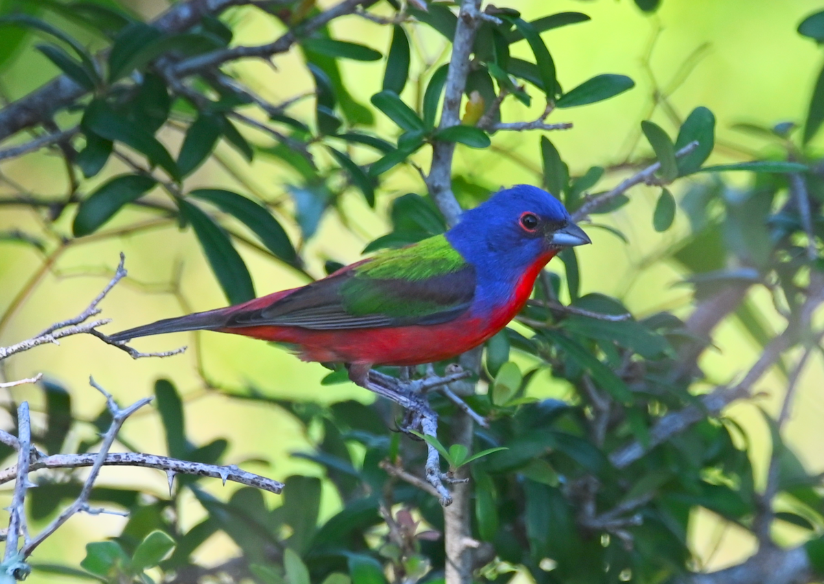 Painted Bunting - Heather Buttonow