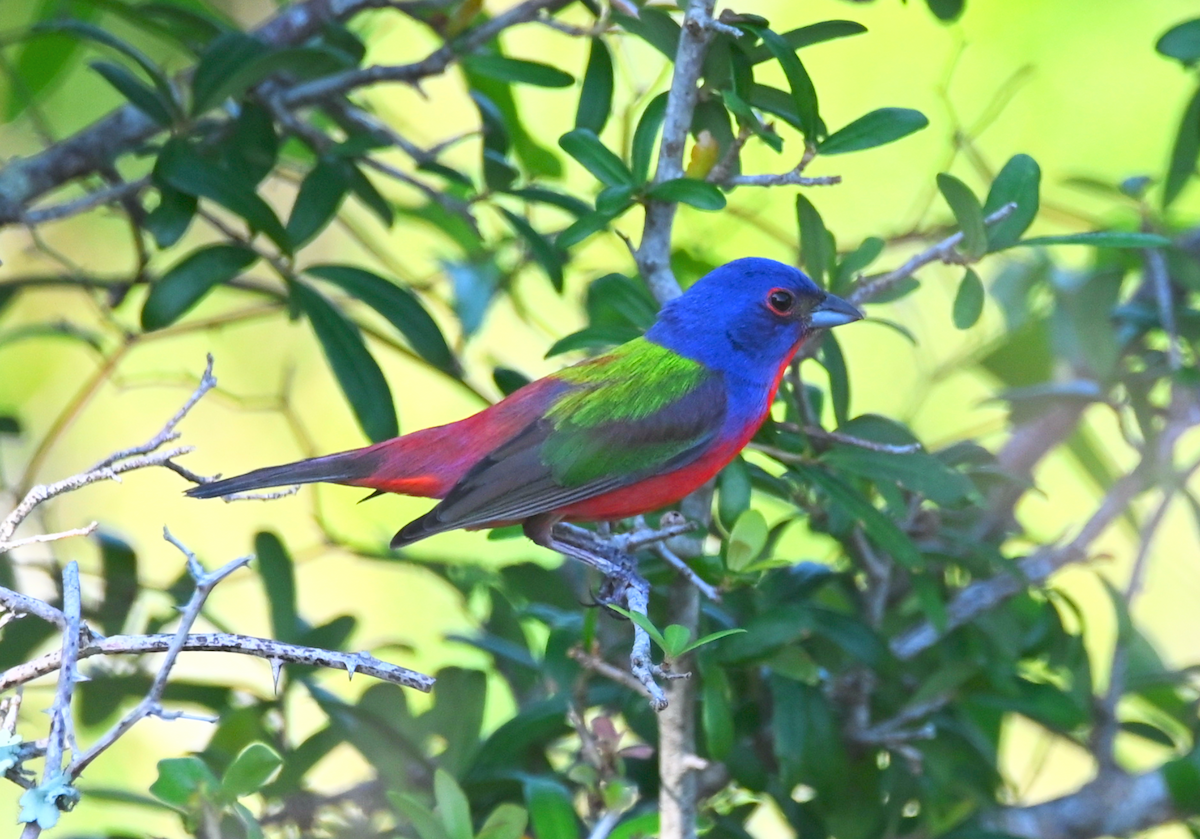 Painted Bunting - Heather Buttonow