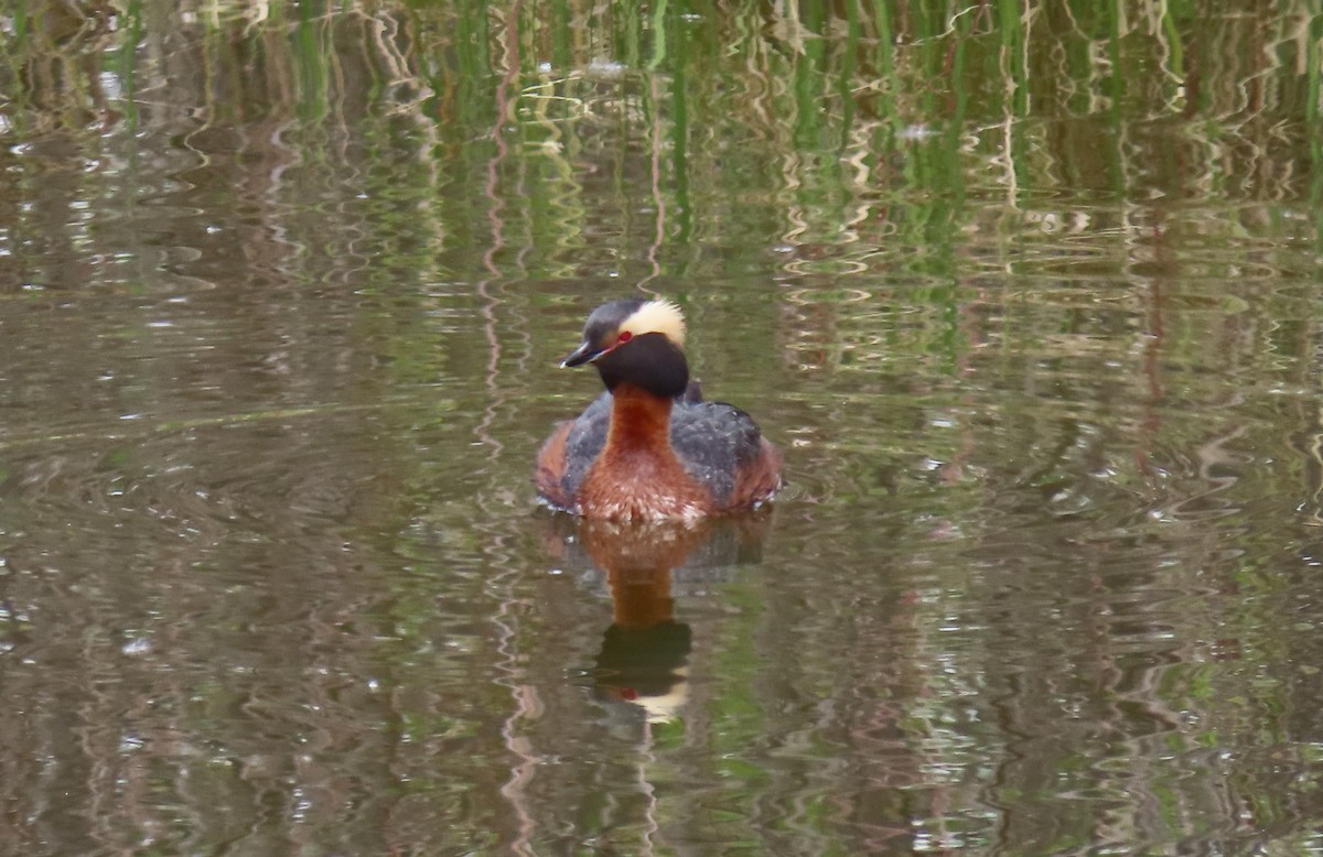 Horned Grebe - Alfred Scott