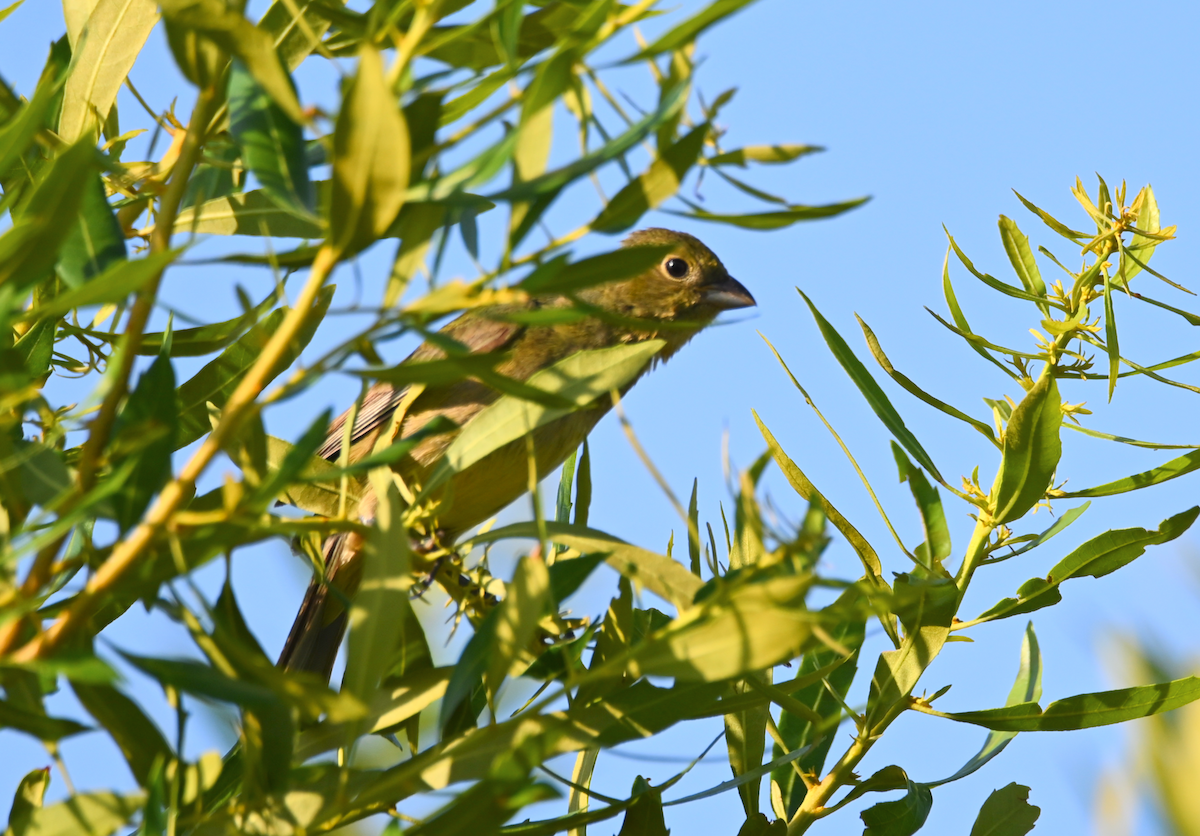 Painted Bunting - Heather Buttonow