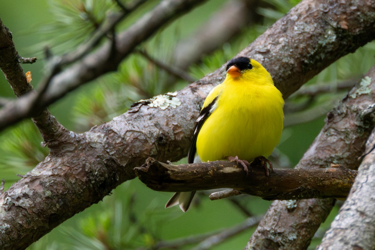 American Goldfinch - Tom Blevins