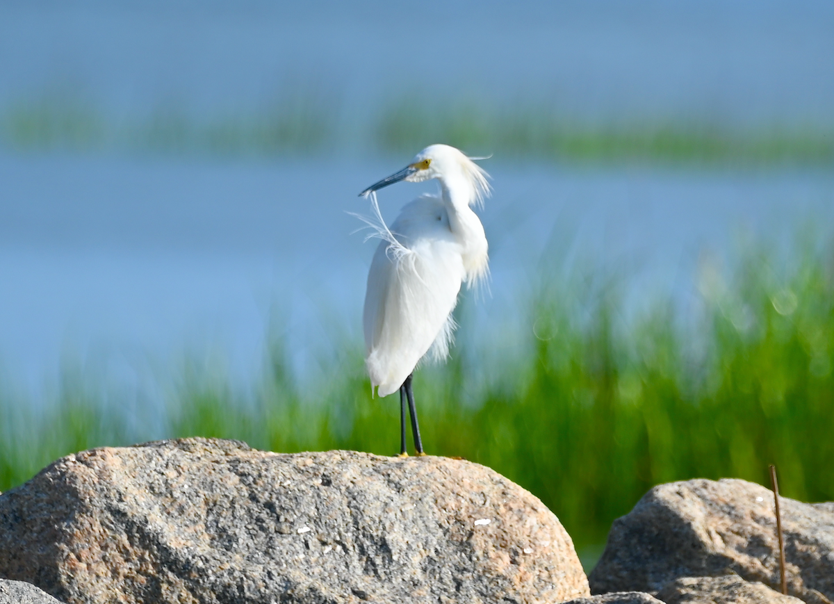 Snowy Egret - Heather Buttonow