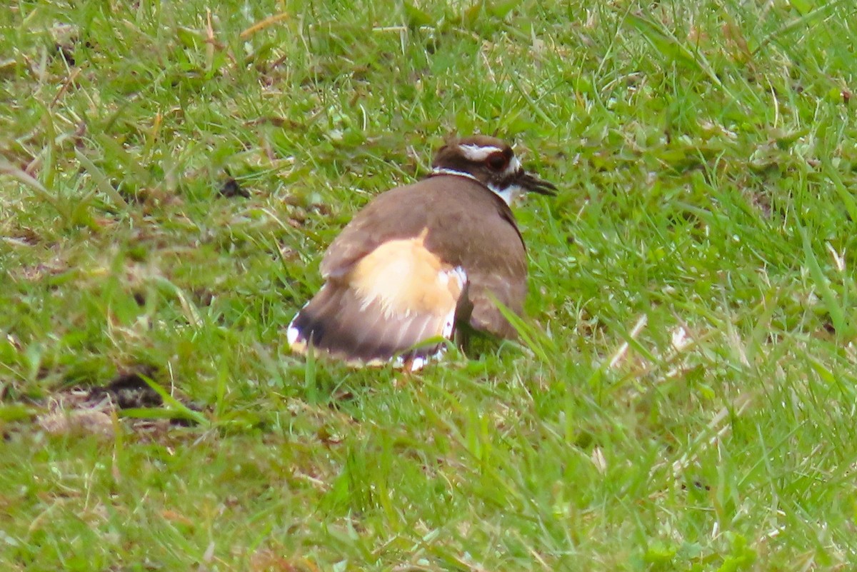 Killdeer - Alfred Scott