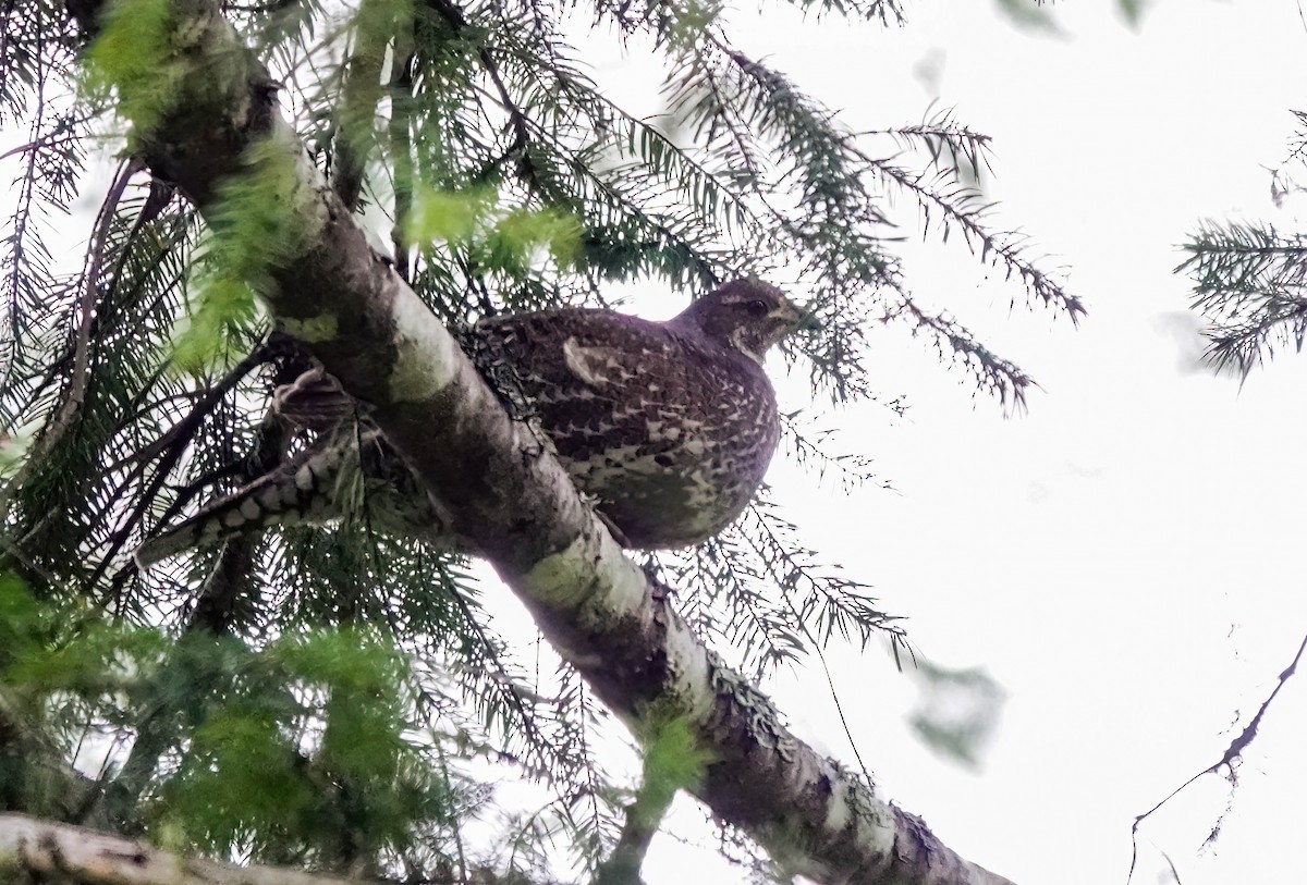 Sooty Grouse - Pam Vercellone-Smith