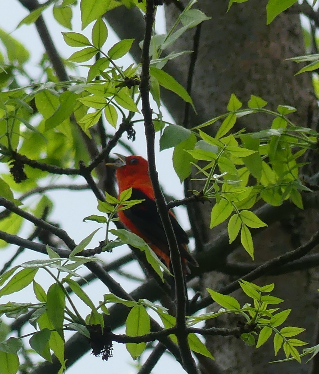 Scarlet Tanager - claudine lafrance cohl