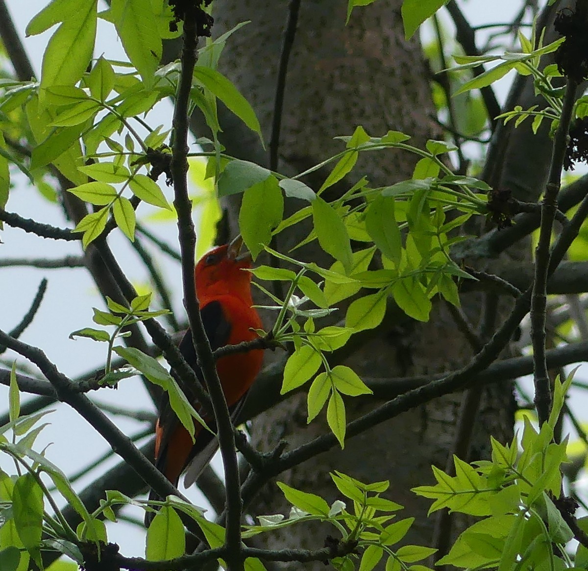Scarlet Tanager - claudine lafrance cohl