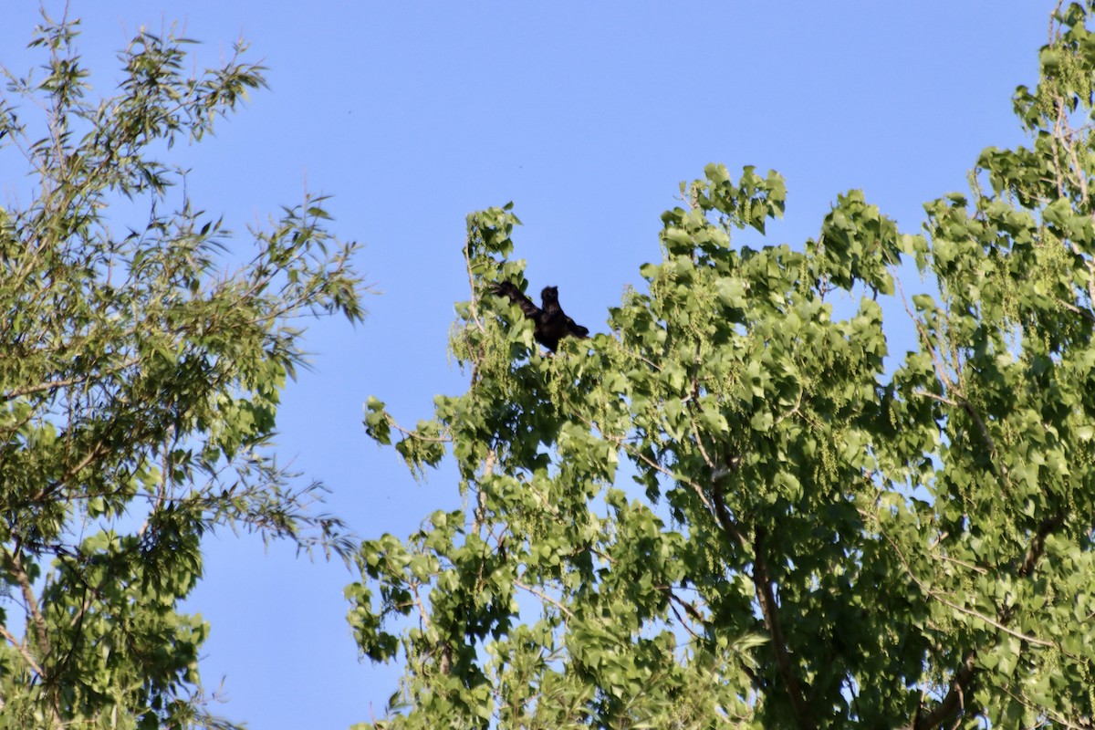 Common Raven - C Schneck