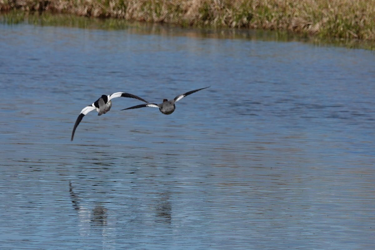 Common Merganser - Mark Kamprath