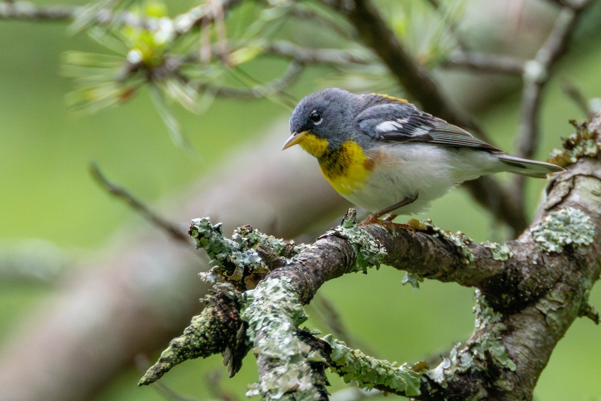 Northern Parula - Tom Blevins