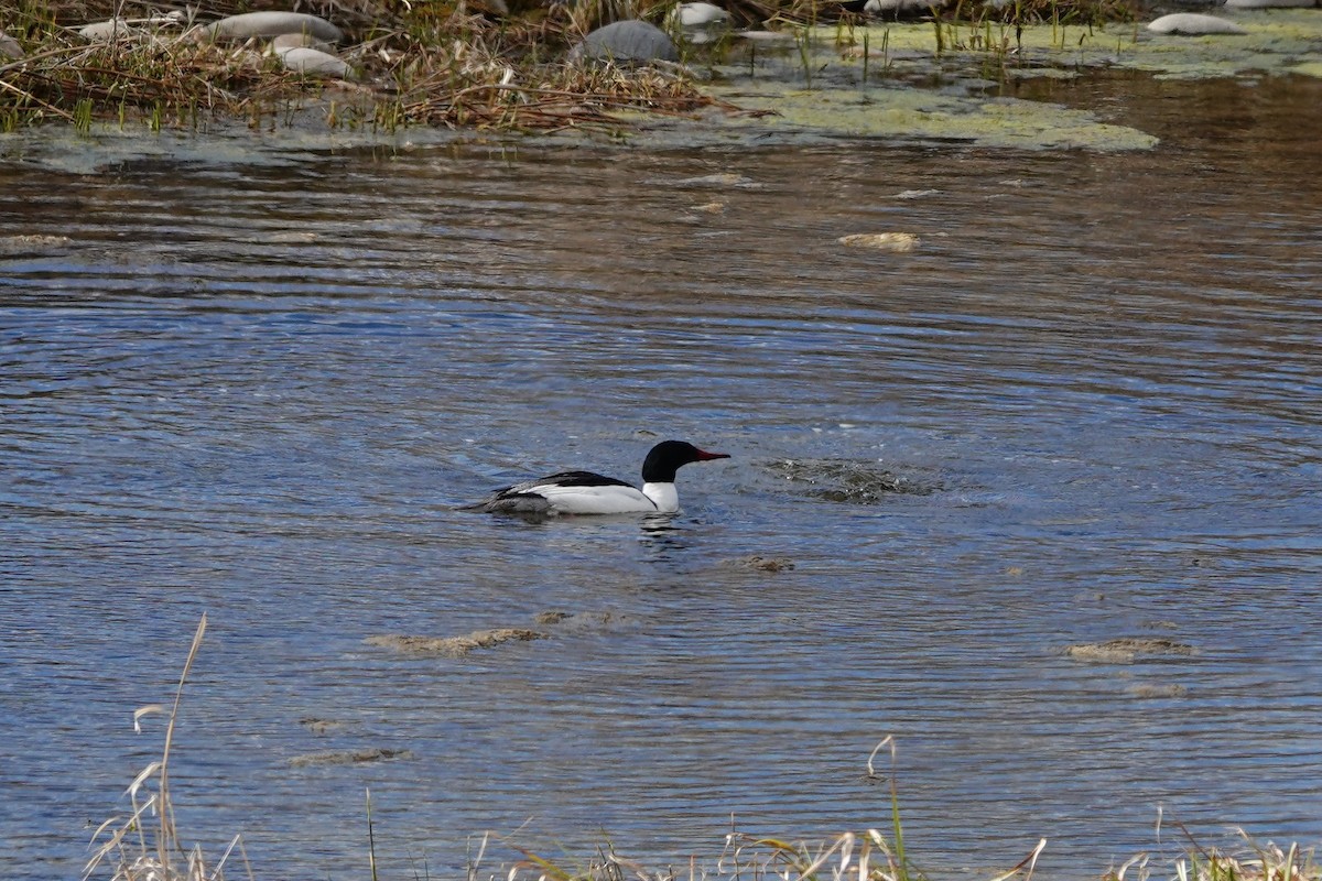 Common Merganser - Mark Kamprath