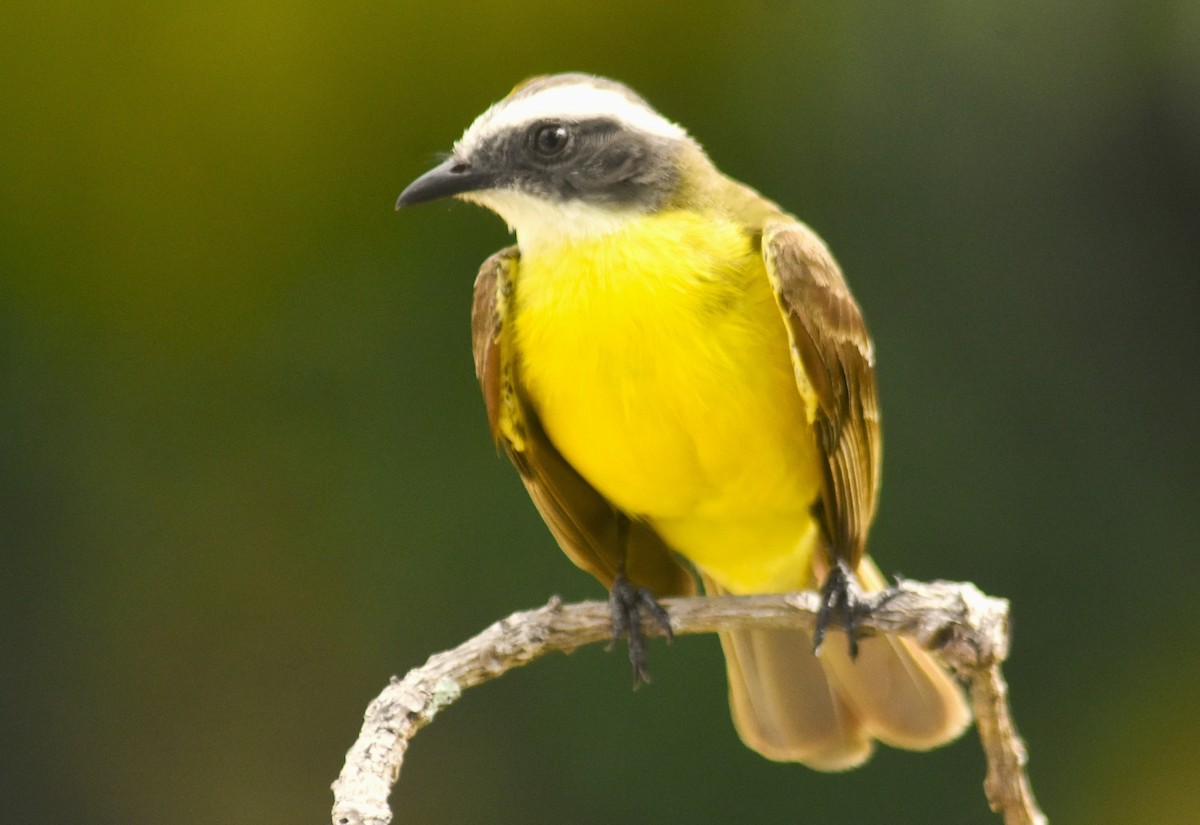 Social Flycatcher - Rodolfo Dodero