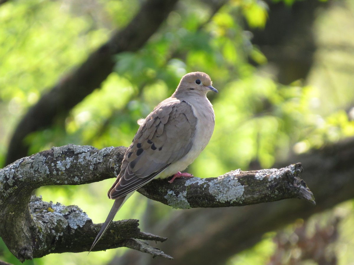 Mourning Dove - Chris Anderson