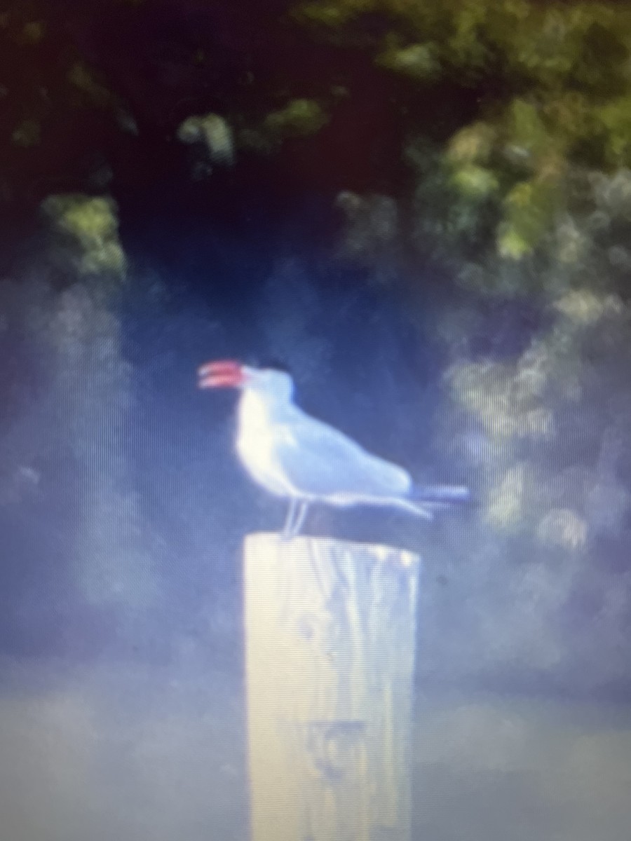 Caspian Tern - ML619510603