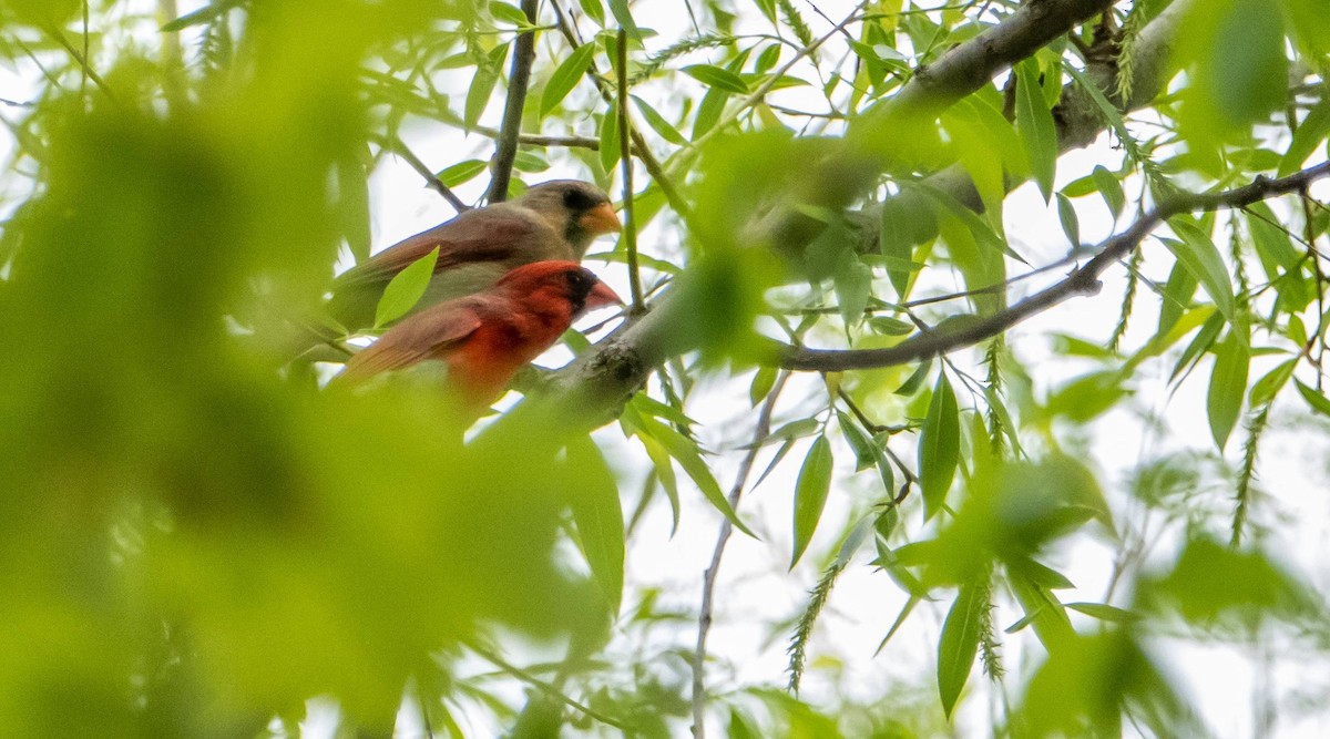 Northern Cardinal - Matt M.