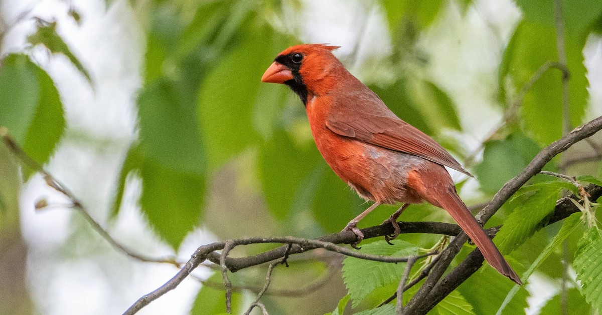 Northern Cardinal - Matt M.