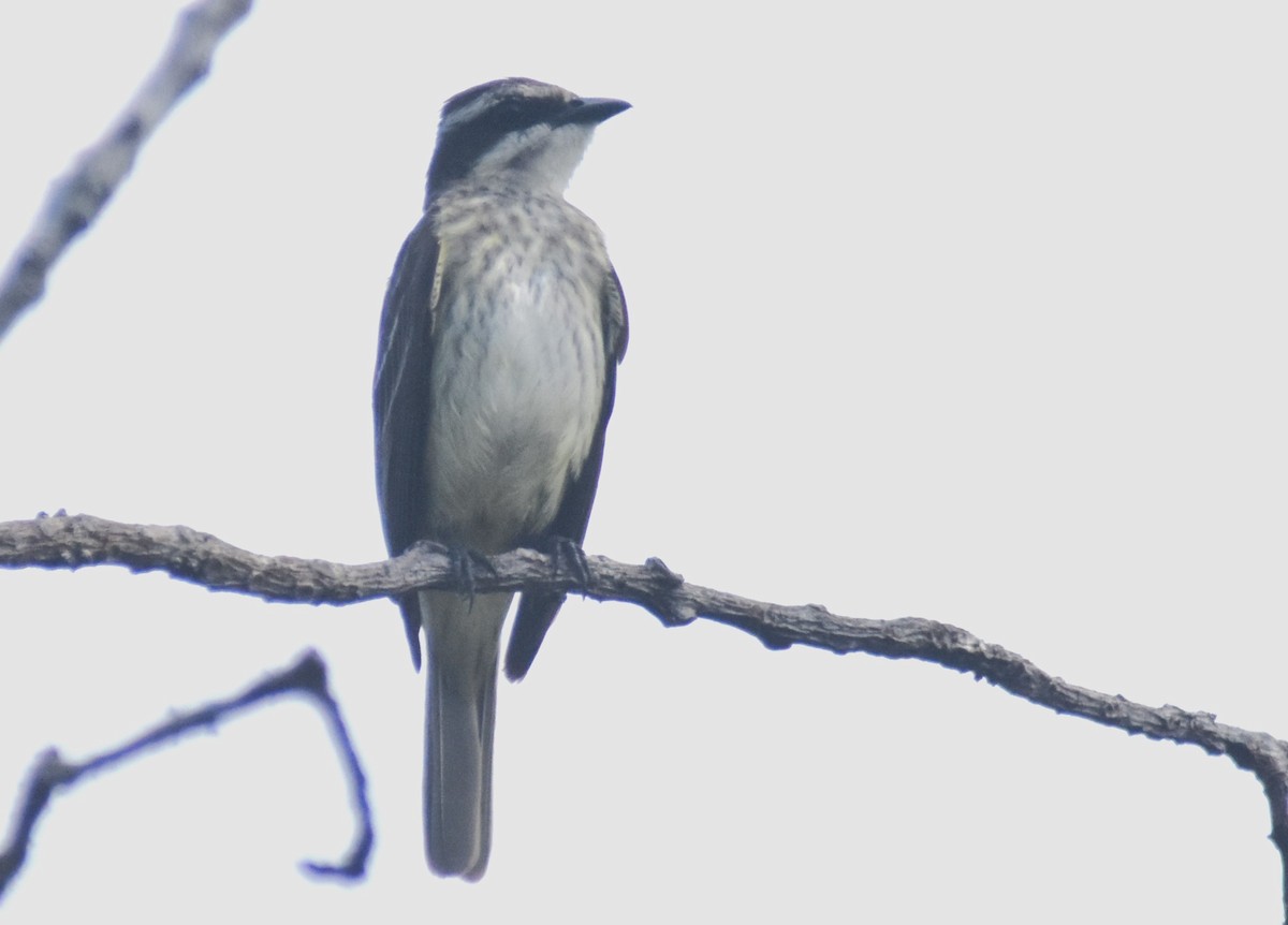 Piratic Flycatcher - Rodolfo Dodero