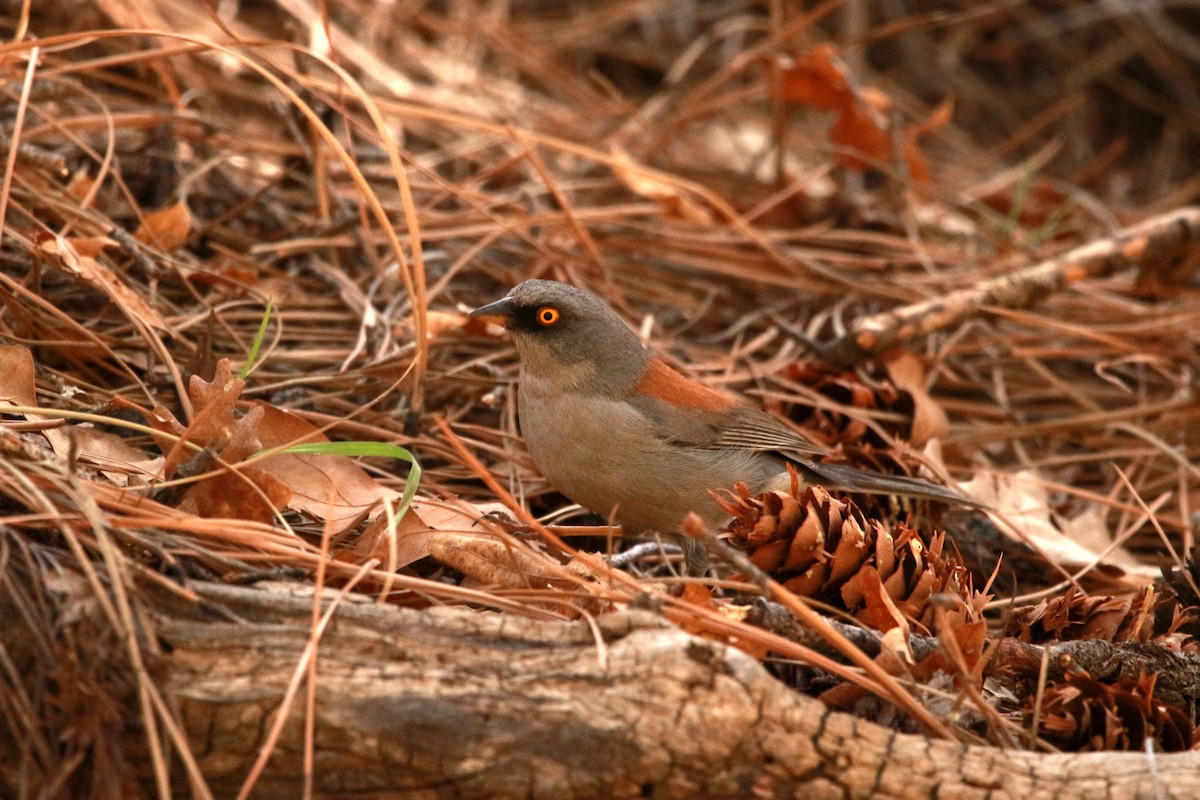 Yellow-eyed Junco - Jesse Pline