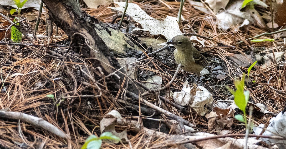 Pine Warbler - Matt M.