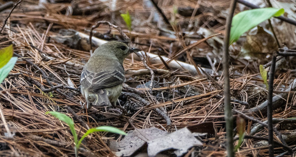 Pine Warbler - Matt M.