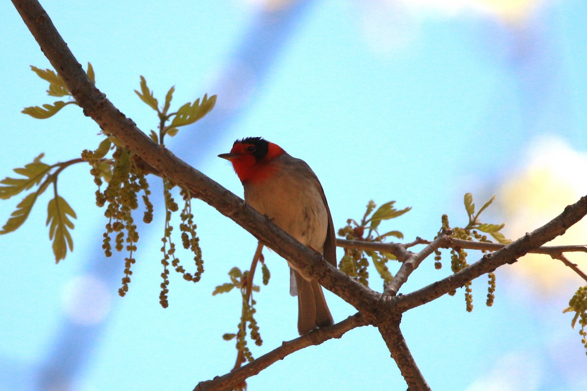 Red-faced Warbler - Jesse Pline