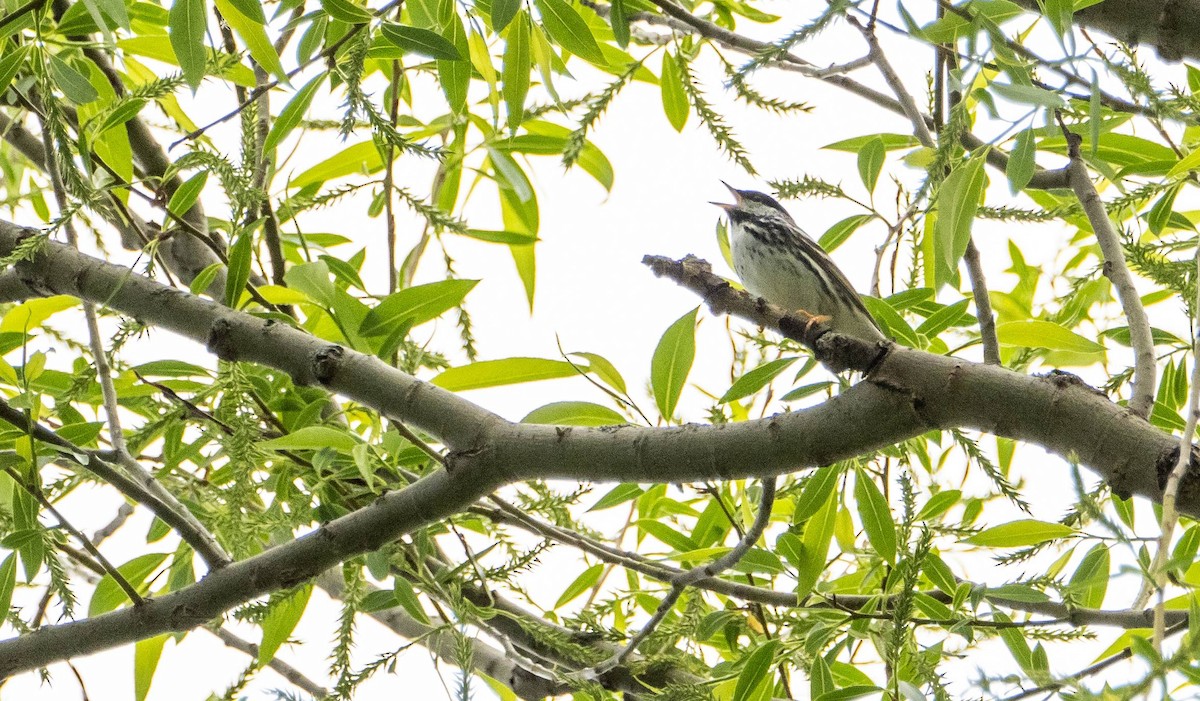 Blackpoll Warbler - Matt M.