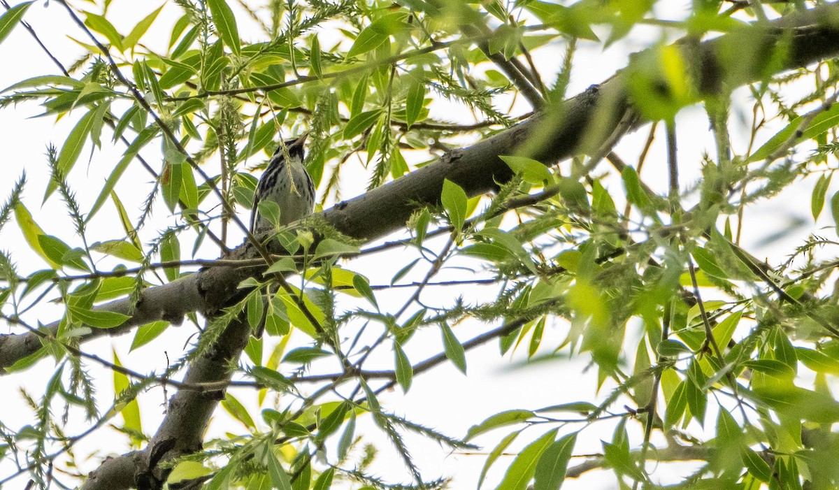 Blackpoll Warbler - Matt M.