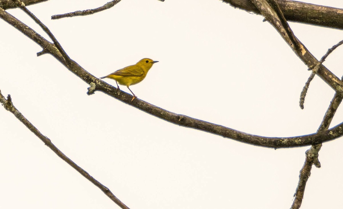 Yellow Warbler - Matt M.