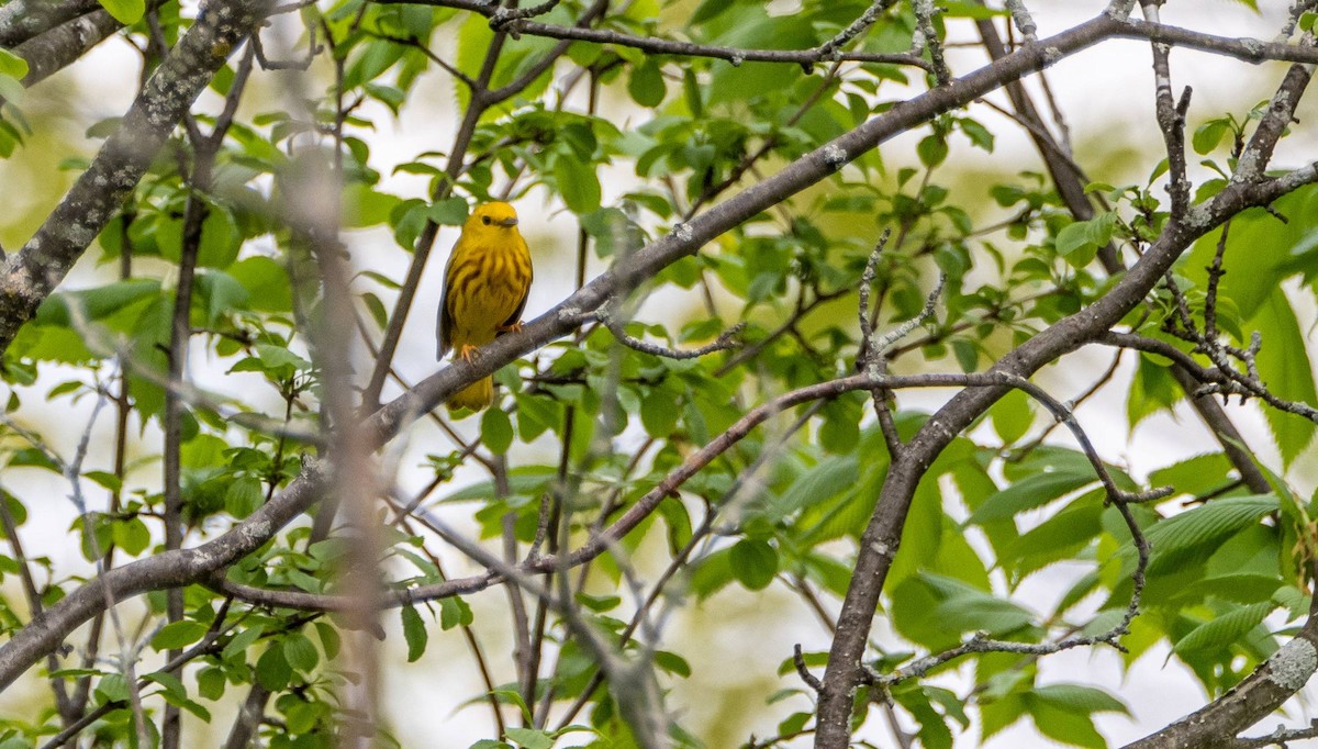 Yellow Warbler - Matt M.