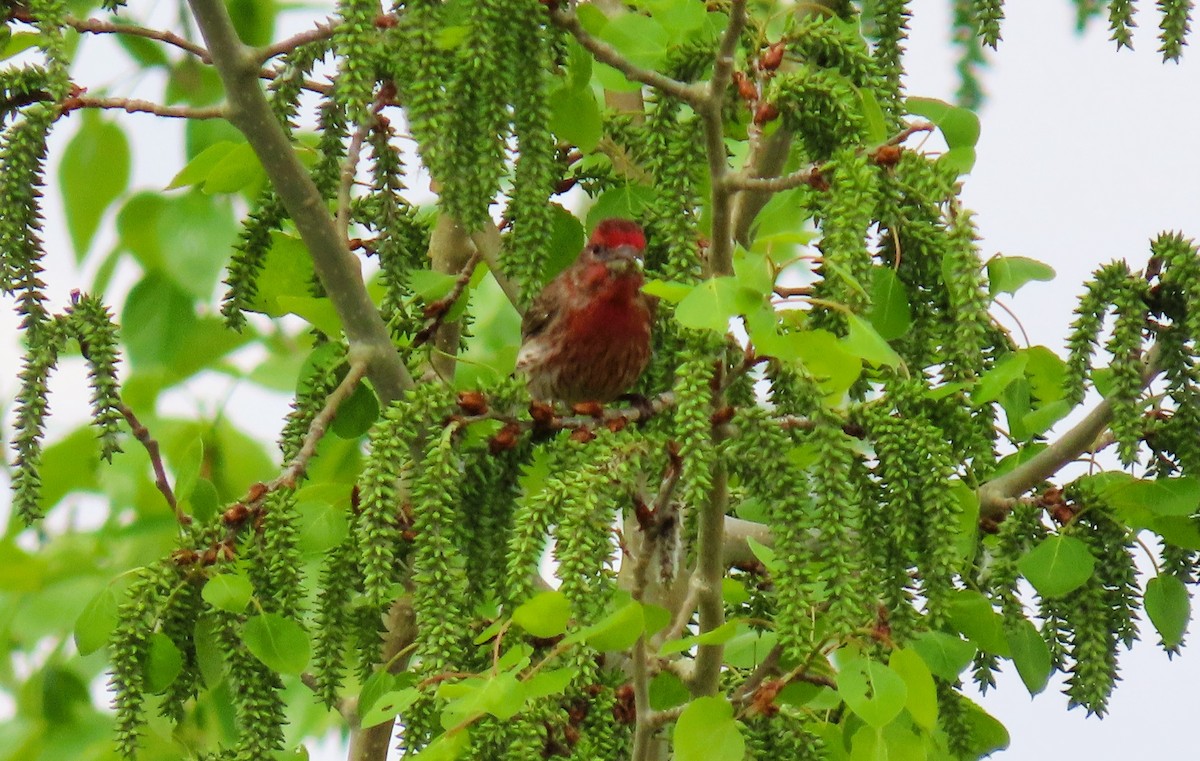 House Finch - Alfred Scott