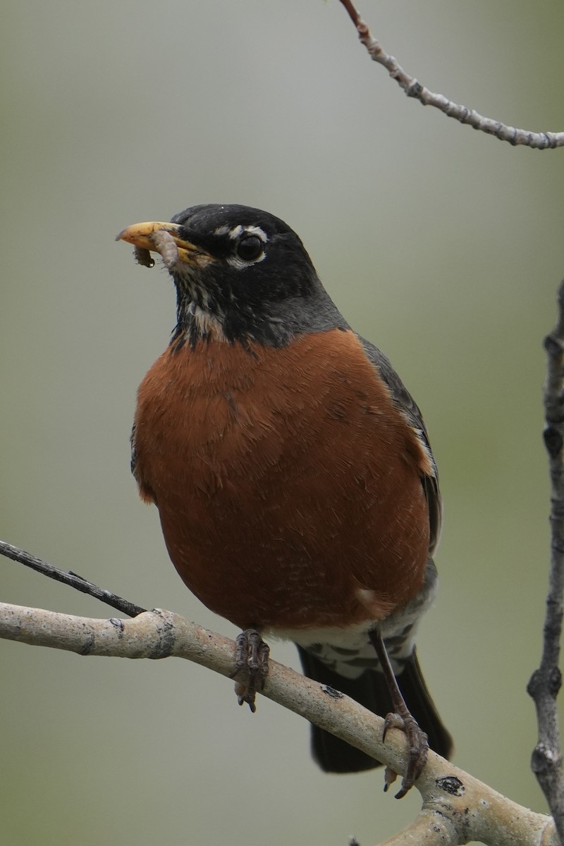 American Robin - Chris Daniels