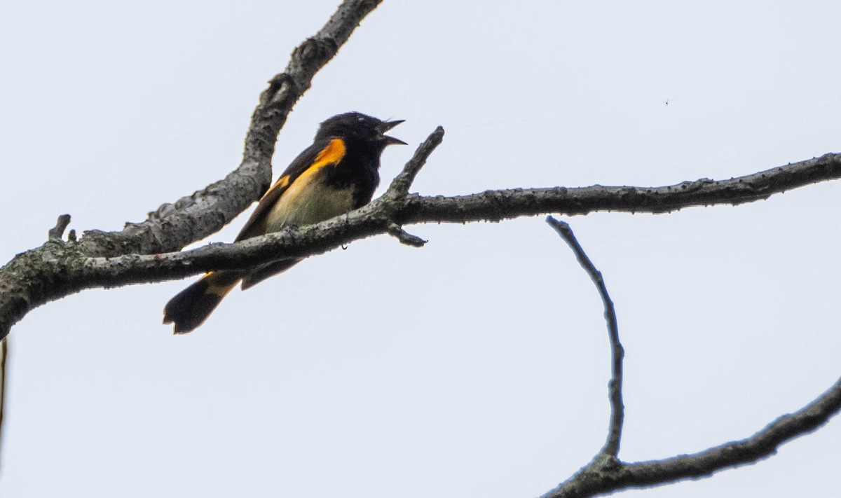 American Redstart - Matt M.