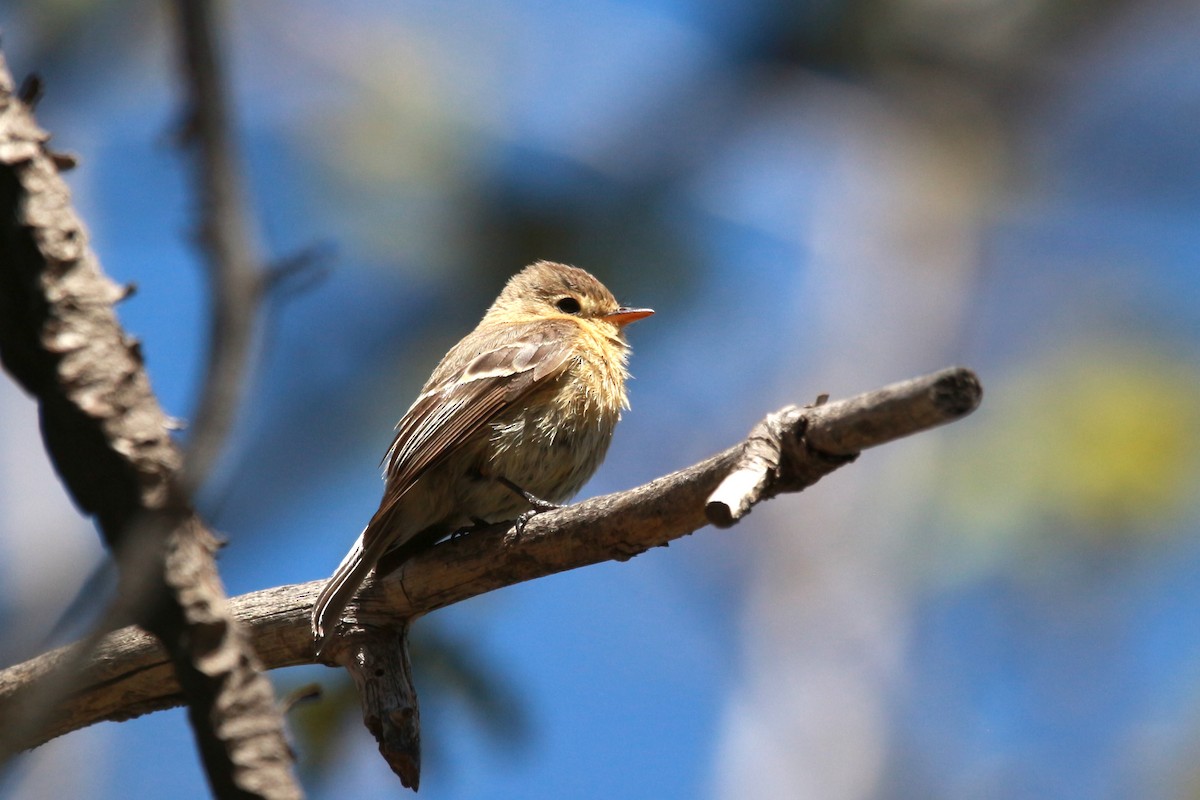 Buff-breasted Flycatcher - Jesse Pline