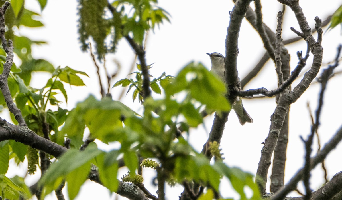 Tennessee Warbler - Matt M.