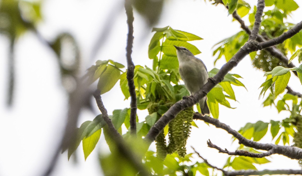 Tennessee Warbler - Matt M.