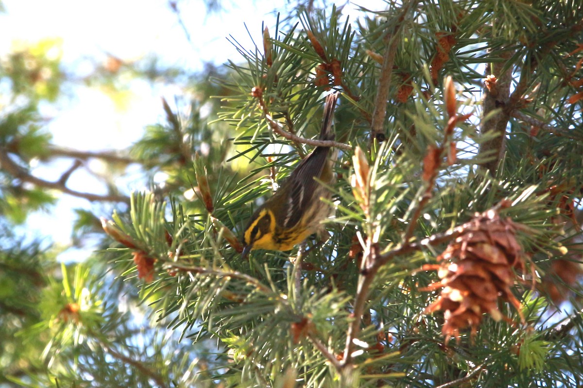 Townsend's Warbler - Jesse Pline