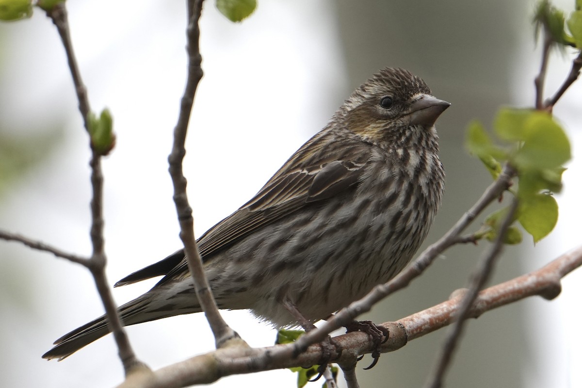 Cassin's Finch - Chris Daniels