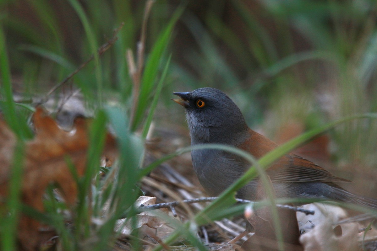 Yellow-eyed Junco - Jesse Pline