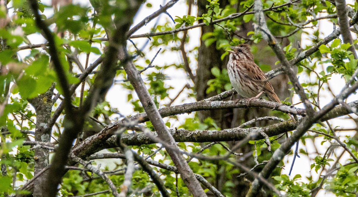 Song Sparrow - Matt M.