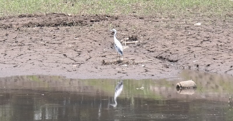 Little Blue Heron - Laura Bonilla